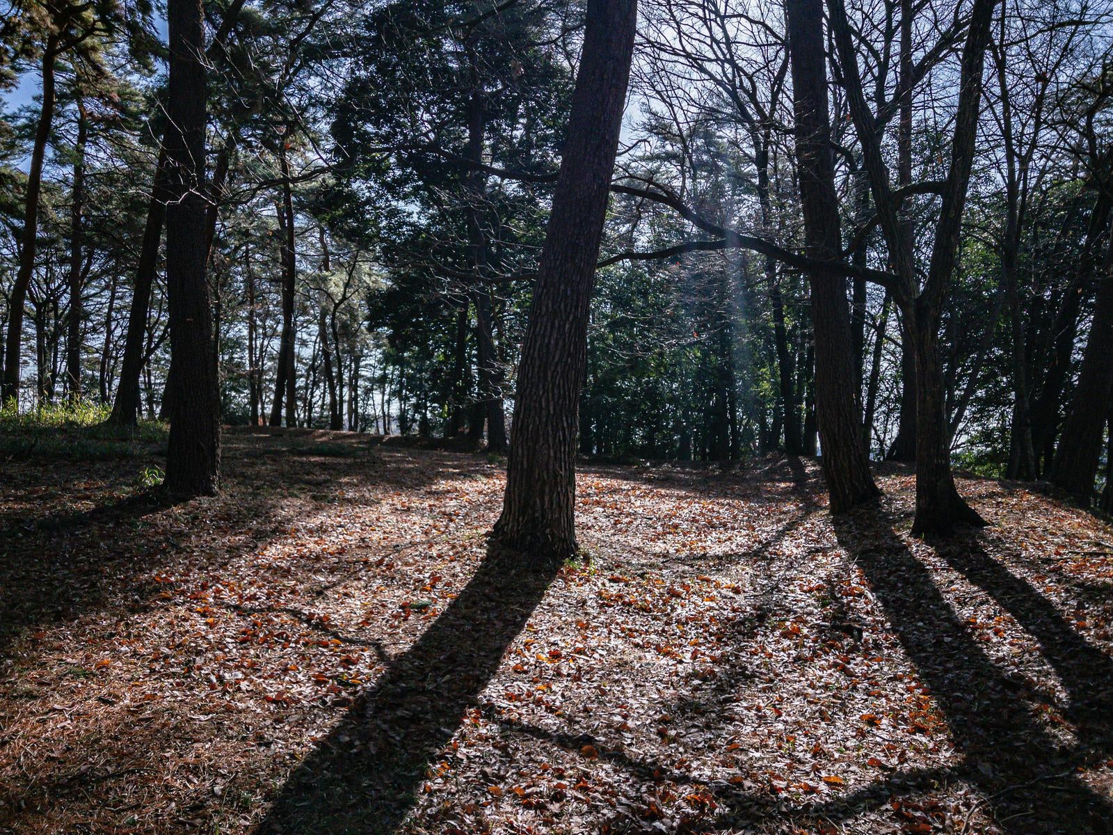 「山田城跡に伸びる木々の影」の写真