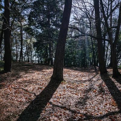 山田城跡に伸びる木々の影の写真