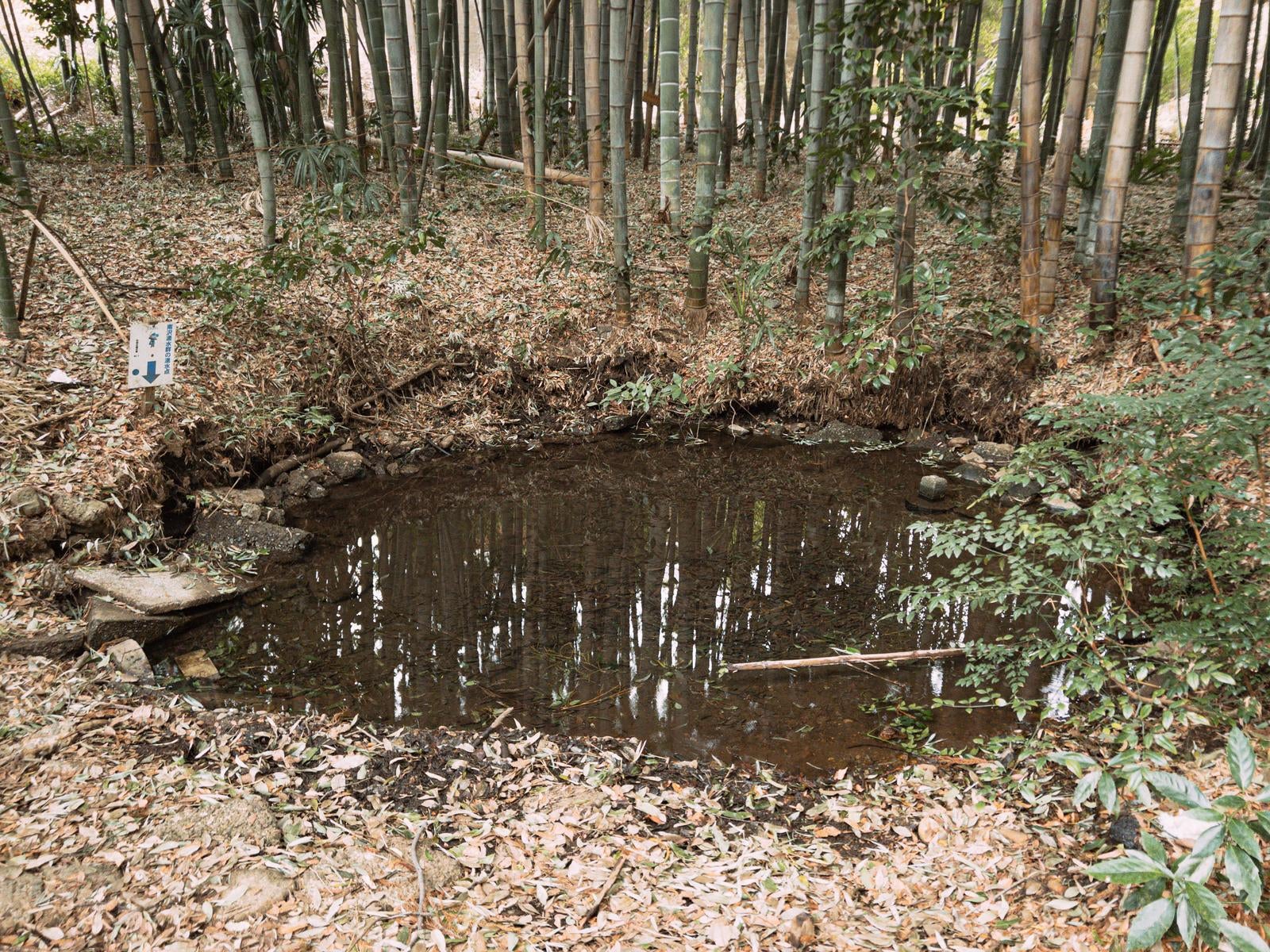 「南沢湧水群の湧水点」の写真