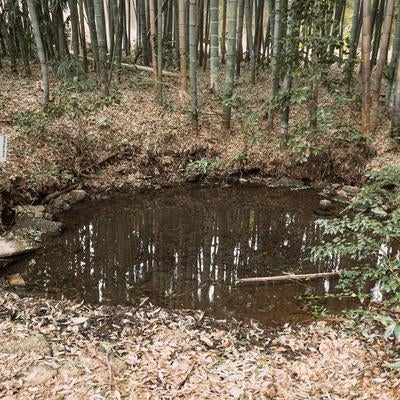 南沢湧水群の湧水点の写真