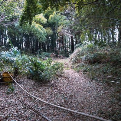 貴重な水源を守る南沢緑地保全地域の写真