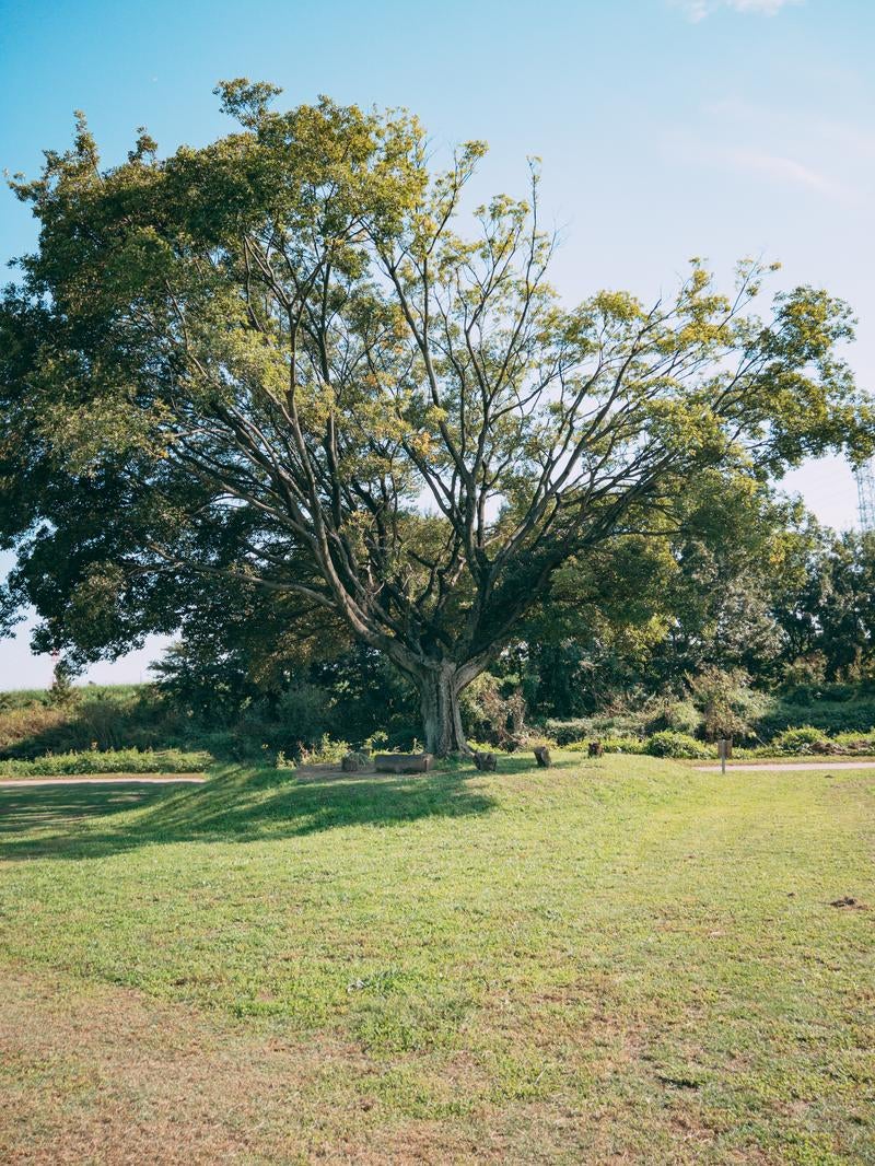 「公園の巨木」の写真
