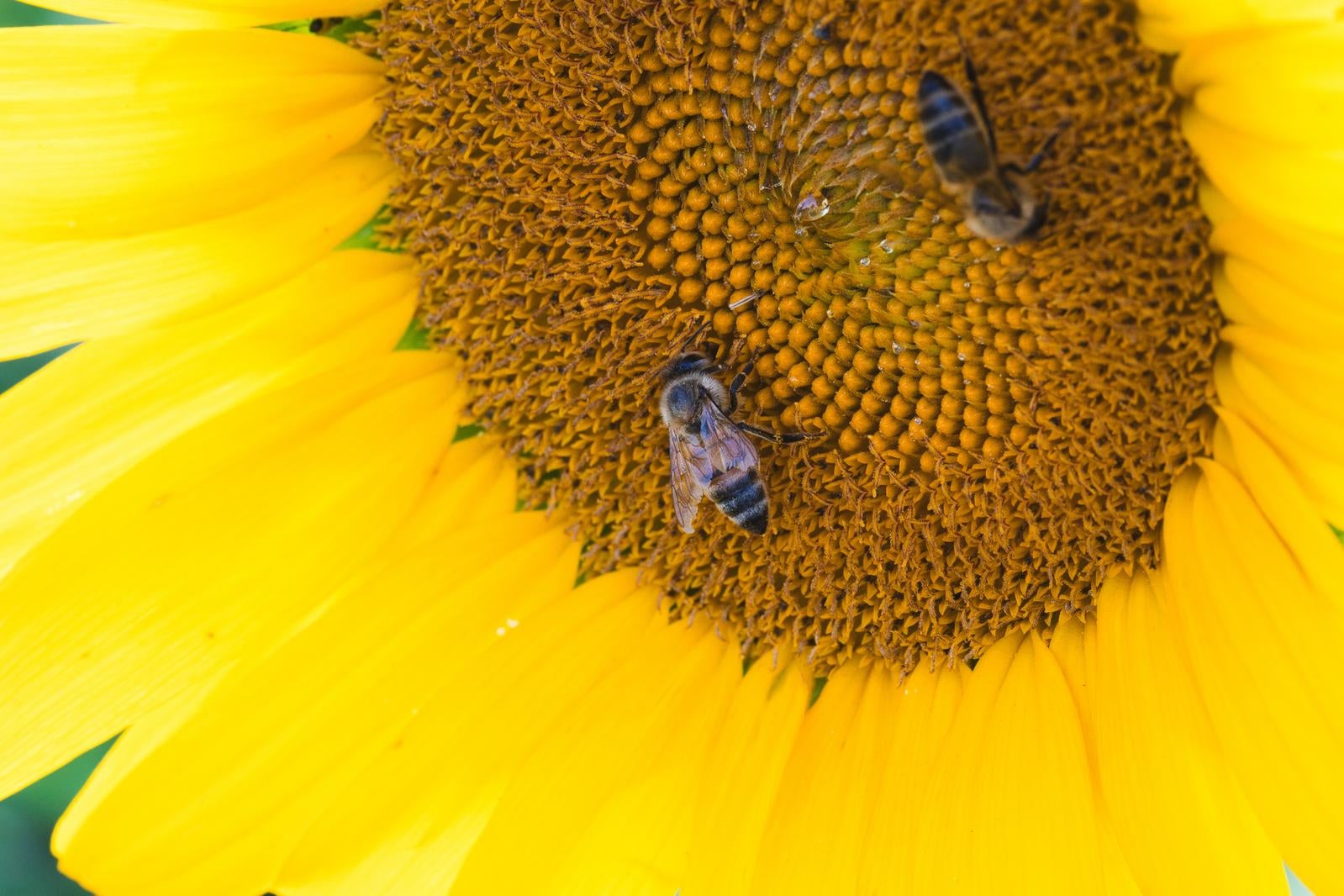 「ひまわりの蜜を吸うミツバチ」の写真