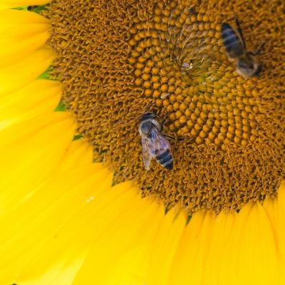 ひまわりの蜜を吸うミツバチの写真