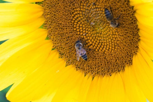 ひまわりの蜜を吸うミツバチの写真