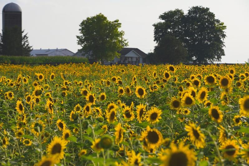 向日葵確認ページ ビッグスマイル 矮性ひまわり | 株式会社ウタネ