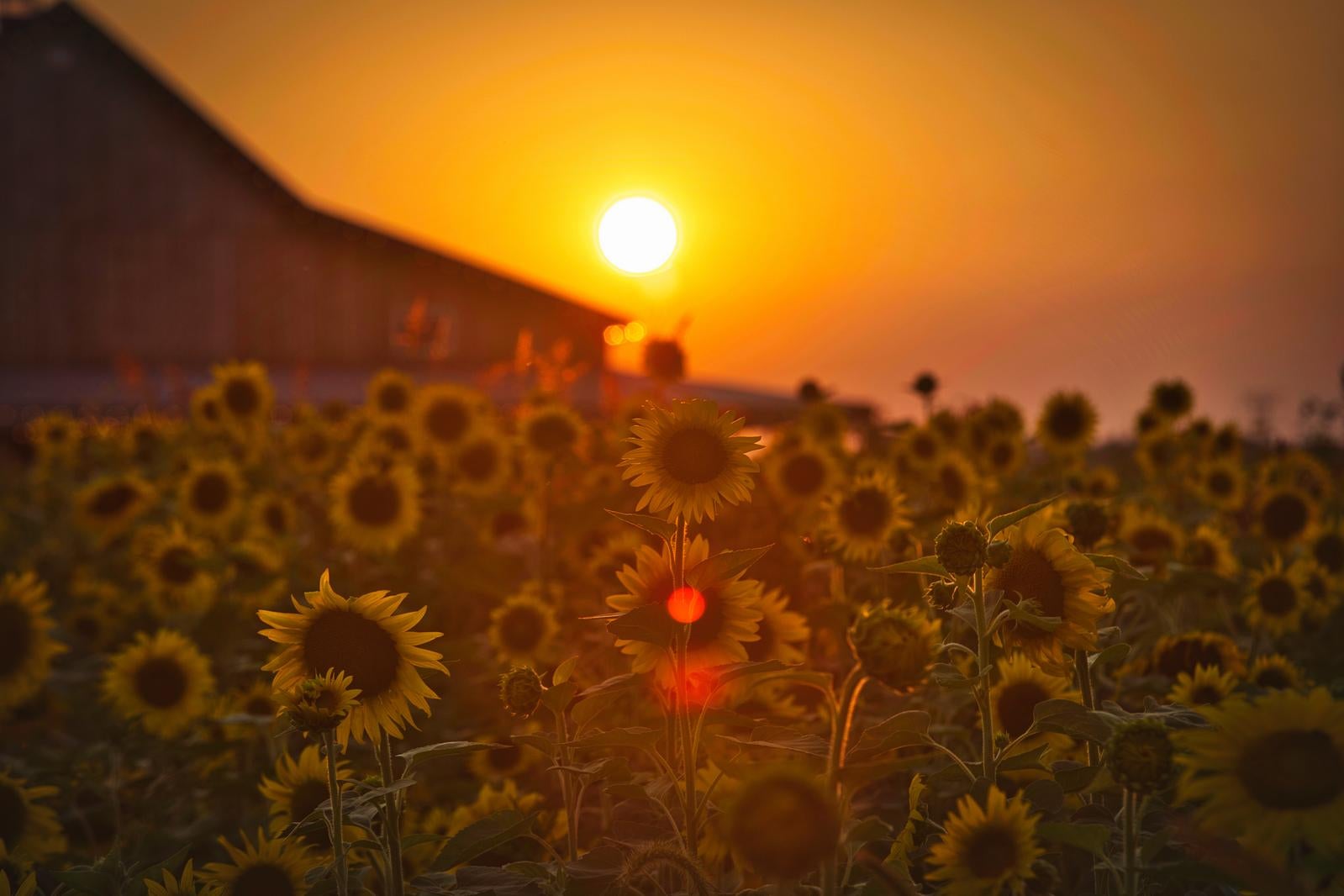 「眩しい夕焼けと向日葵畑」の写真