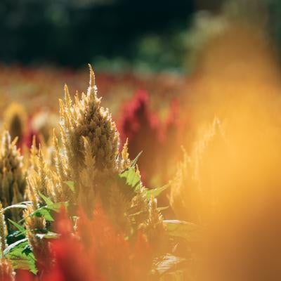 秋色に染まるケイトウの花畑の写真