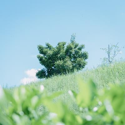 青空に映える緑の草原と一本の木の写真