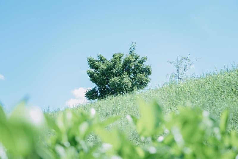 青空に映える緑の草原と一本の木の写真