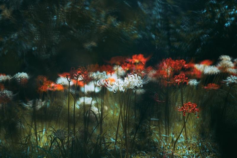 夢幻的な彼岸花の群生の写真