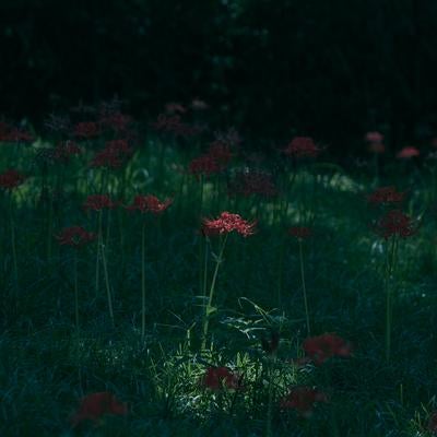 闇に浮かぶ赤い彼岸花の静寂の写真