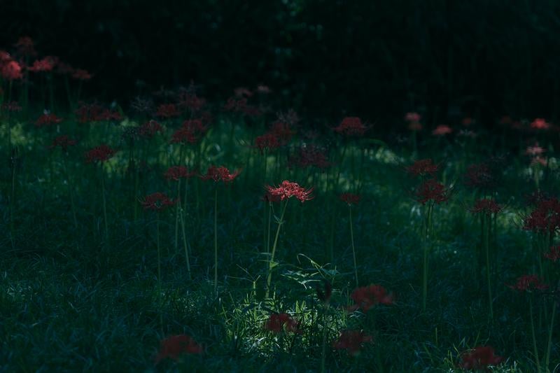 闇に浮かぶ赤い彼岸花の静寂の写真