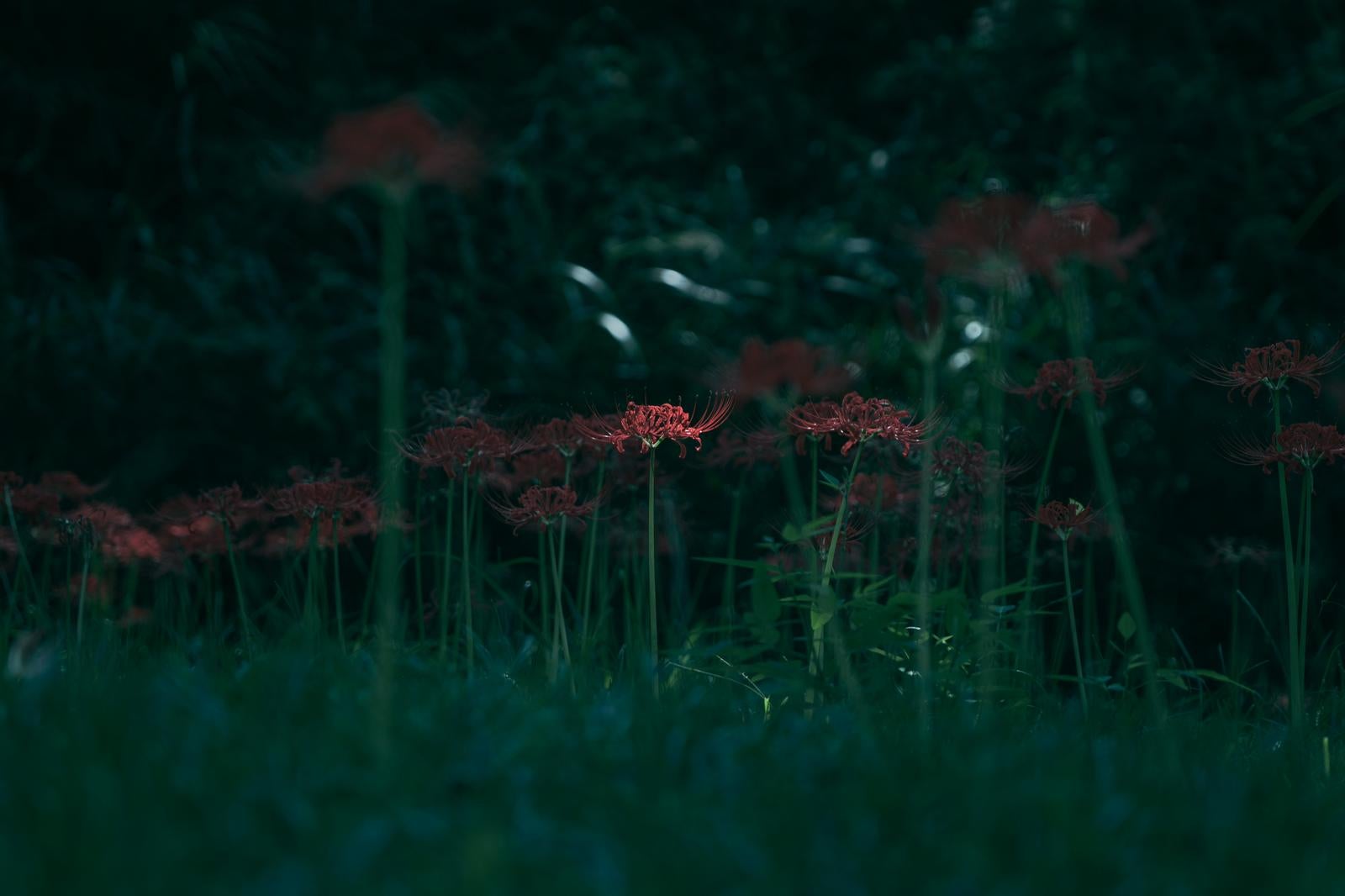 「薄暗い森の中で輝く一輪の彼岸花」の写真