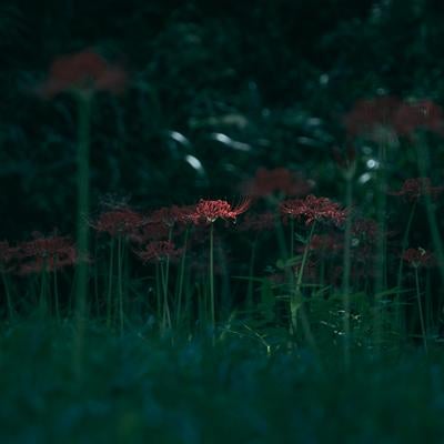 薄暗い森の中で輝く一輪の彼岸花の写真