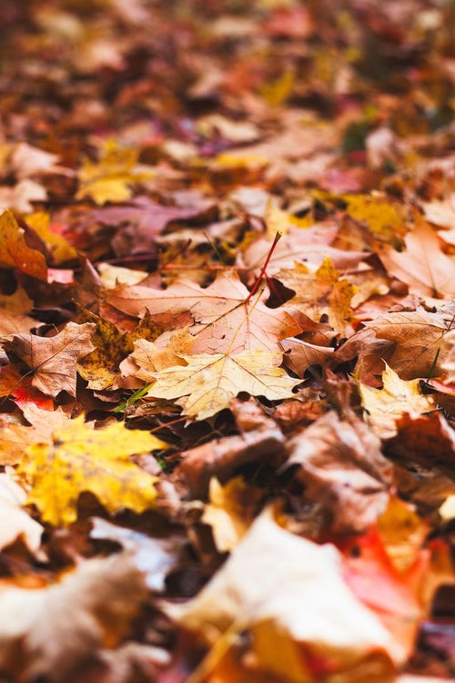 落葉と紅葉が描く秋の絨毯の写真
