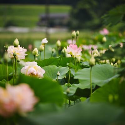 瑞々しい蓮の葉と蕾が並ぶ里山の花景色の写真