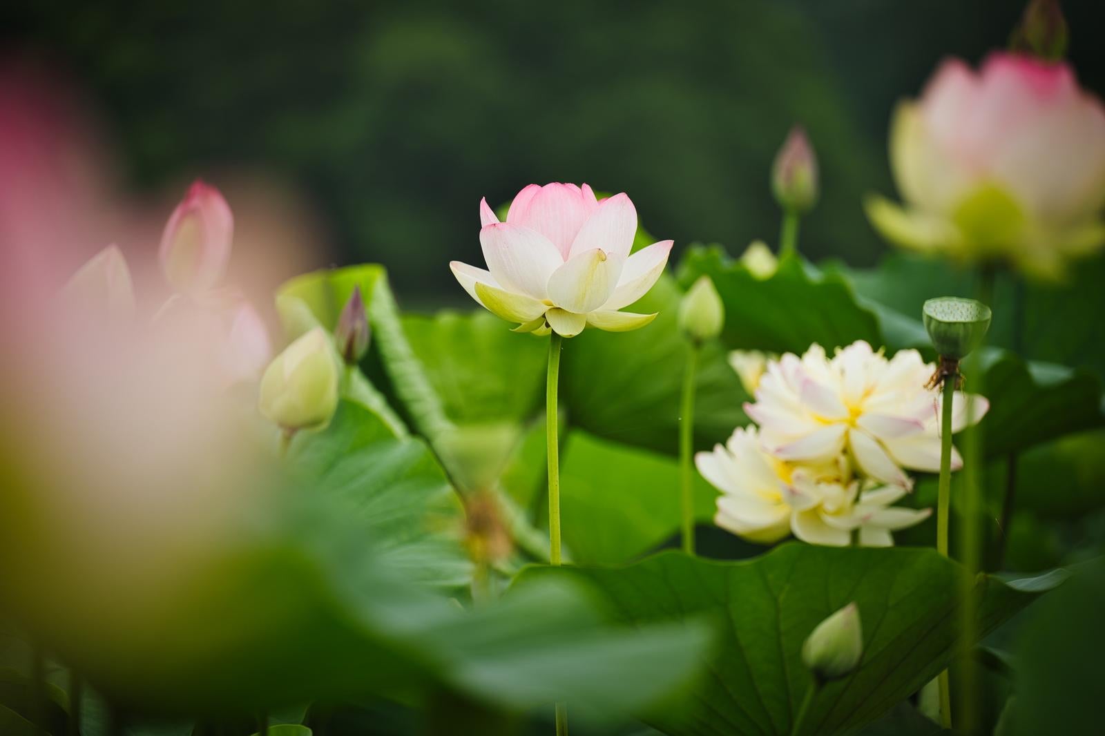 白からピンク色に染まる蓮の花と緑の葉が見える初夏の蓮池