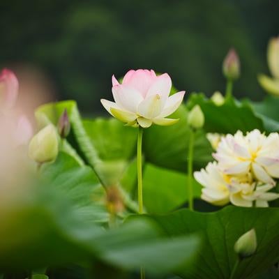 初夏の蓮池に咲く白ピンク色の蓮の花と複数のつぼみの写真