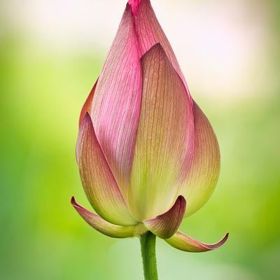 初夏に開く蓮の花弁が重なり合う蕾の開花前の姿の写真