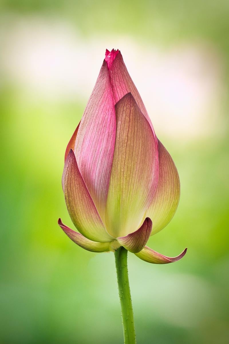初夏に開く蓮の花弁が重なり合う蕾の開花前の姿の写真