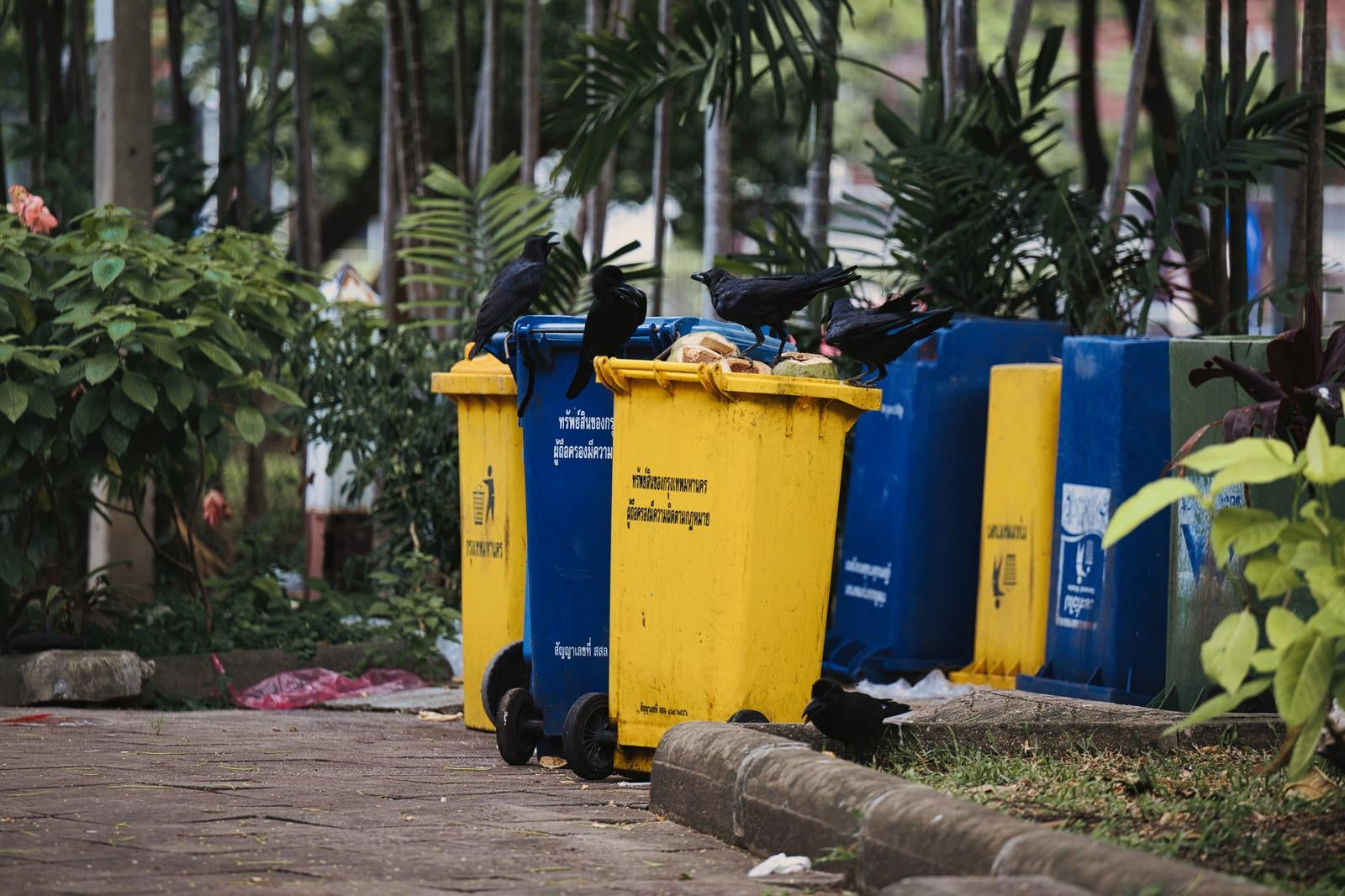 Several Crows Foraging in Yellow and Blue Garbage Bins - free stock photo
