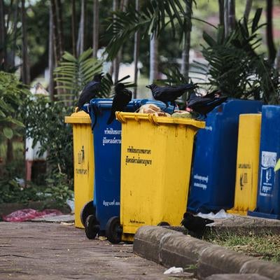 都市公園のゴミ箱を漁る複数のカラスの写真