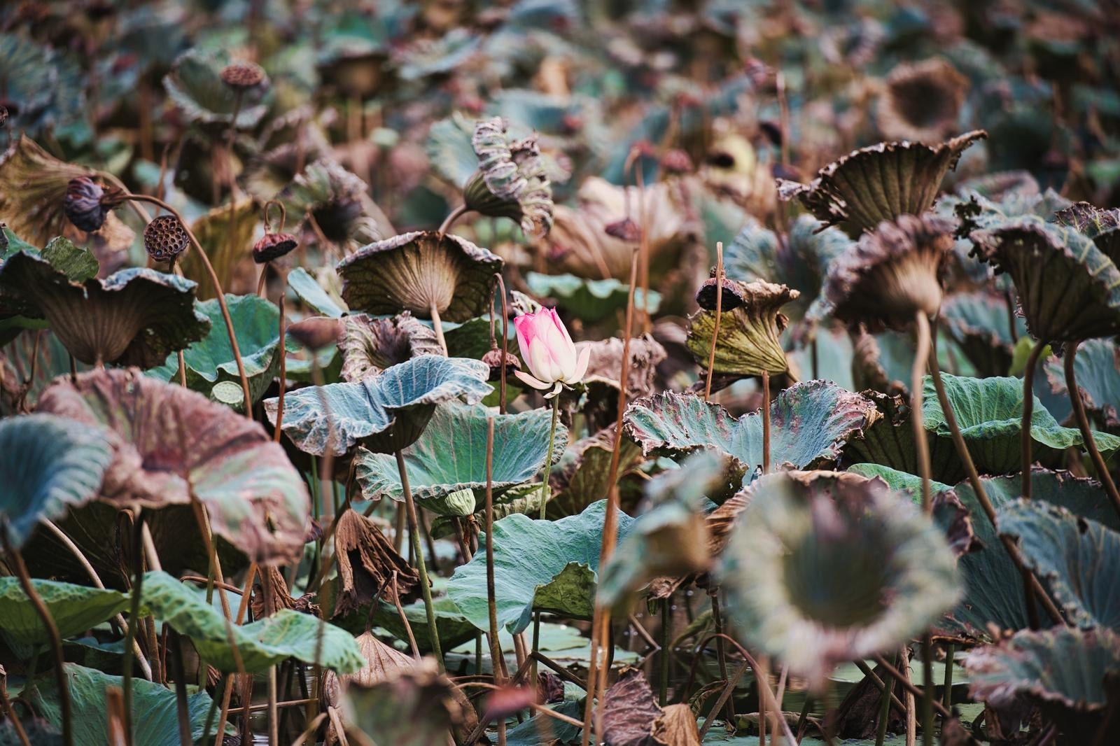枯れた葉と緑の葉が混じる蓮池にピンクの蓮の花が咲いている