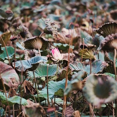枯れ葉が混じる蓮池に咲くピンクの蓮の花の写真