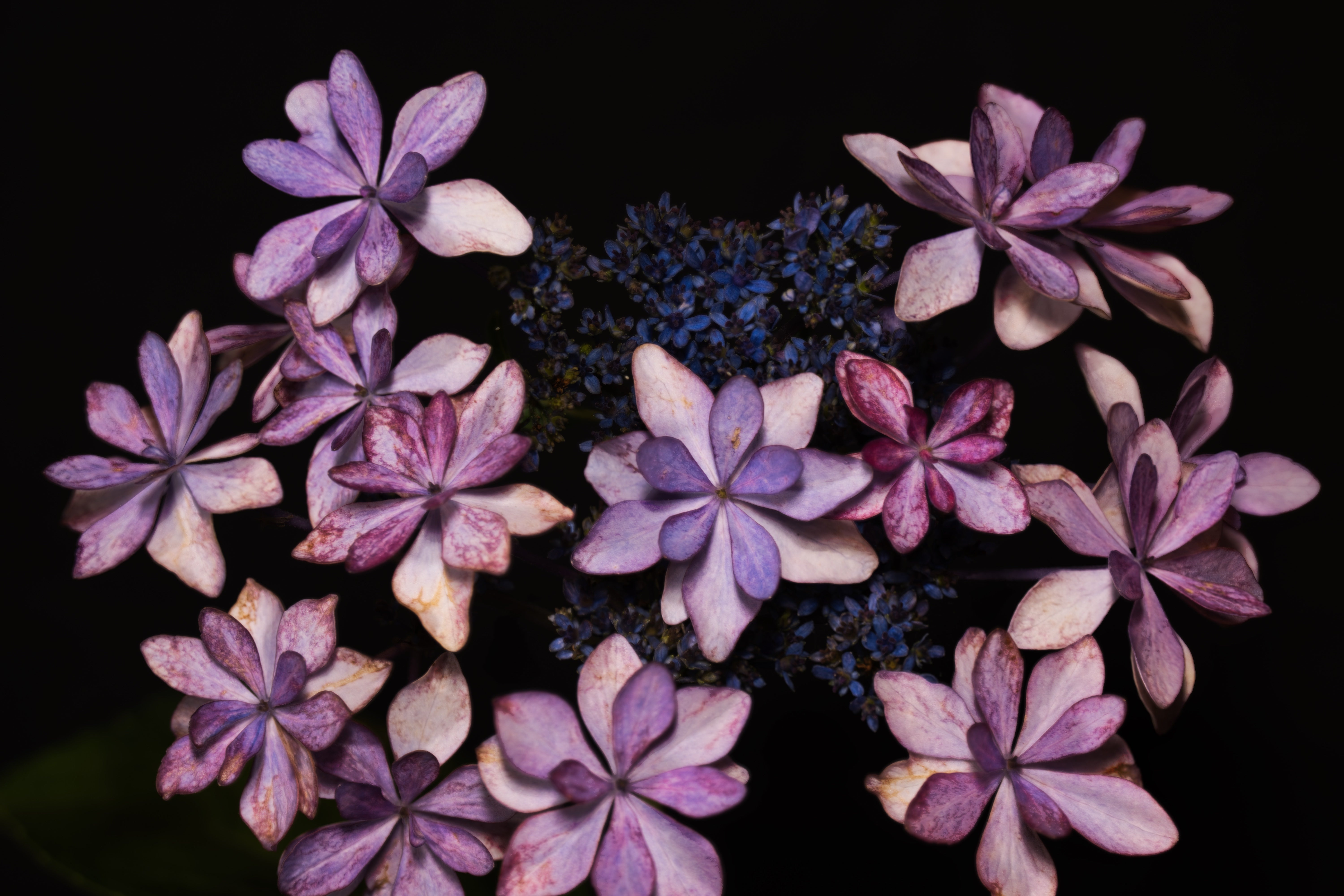 花びらが重なり合う紫陽花の写真