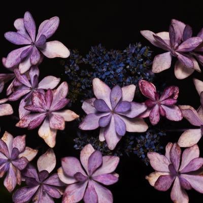 花びらが重なり合う紫陽花の世界の写真