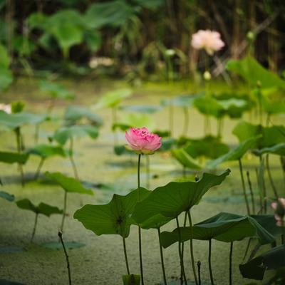 夏の蓮池の写真