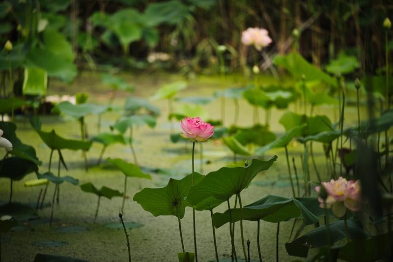 The Serene Landscape of a Lush Lotus Pond with Blooming Pink Lotus Flowers