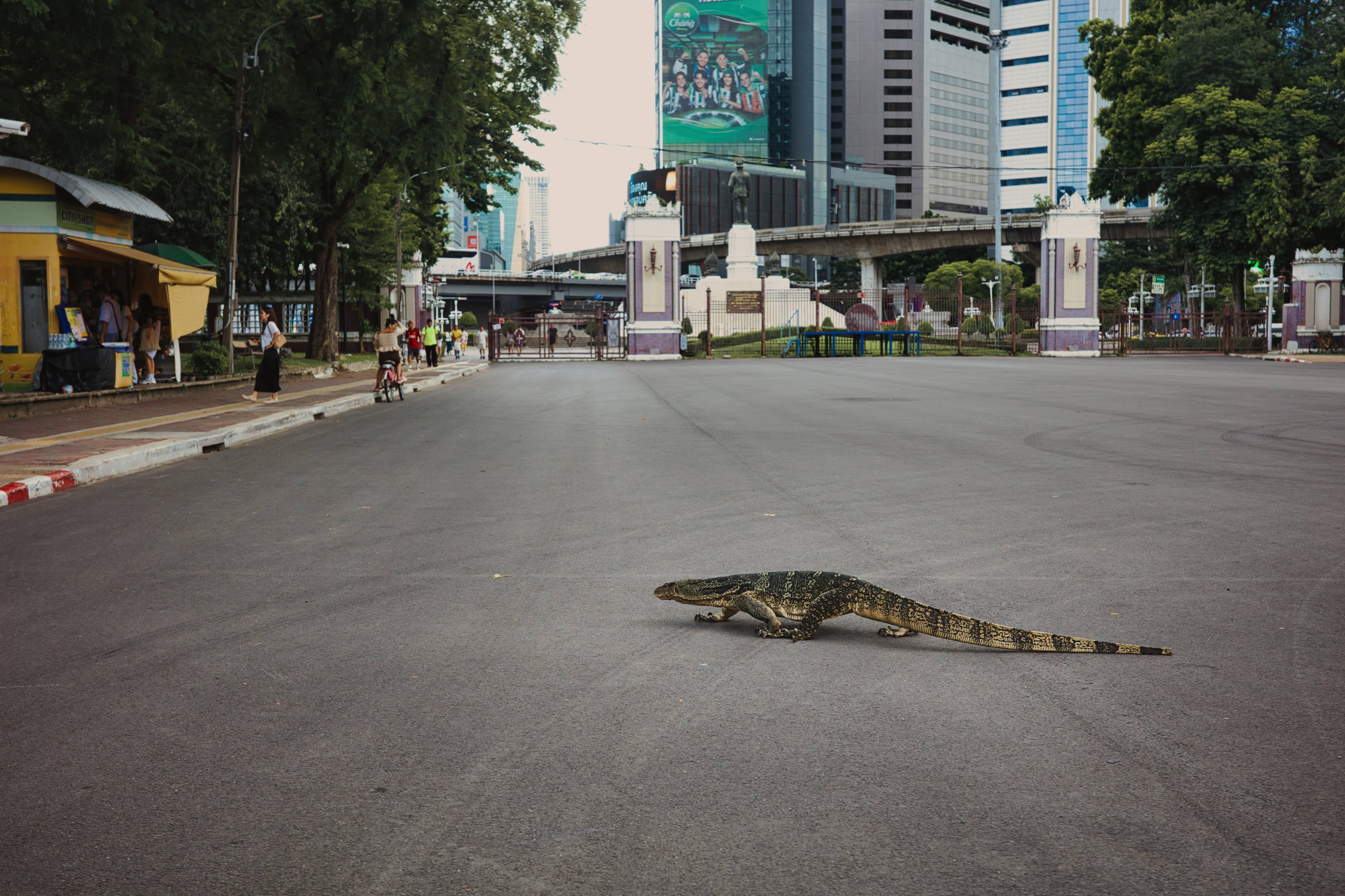 大通りを横切る巨大なオオトカゲの写真