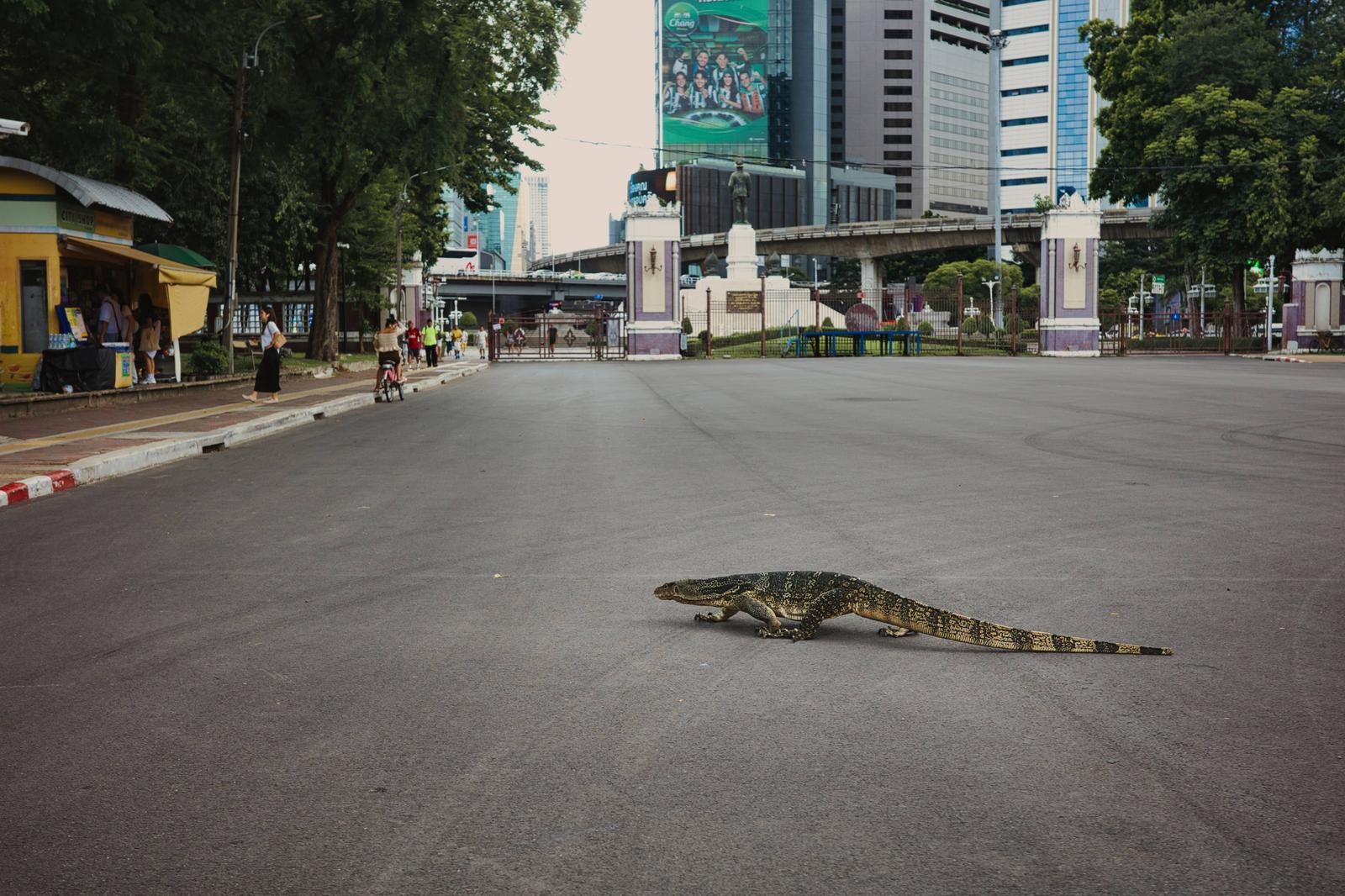 アスファルト道路の中央を横切る大型のオオトカゲと背景の都市景観