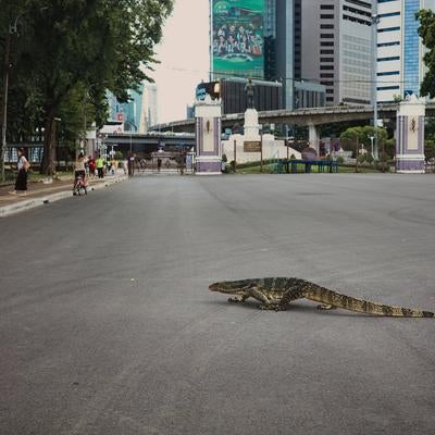 大通りを横切る巨大なオオトカゲの写真