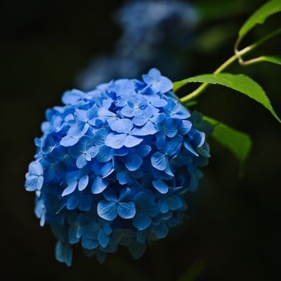 青色のタマアジサイの花房とグリーンの葉のクローズアップの写真