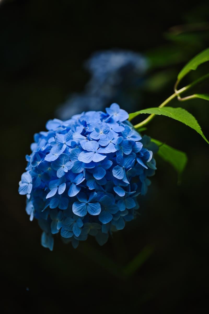Close-up of Blue Hydrangea Flower Clusters and Green Leaves - free stock photo