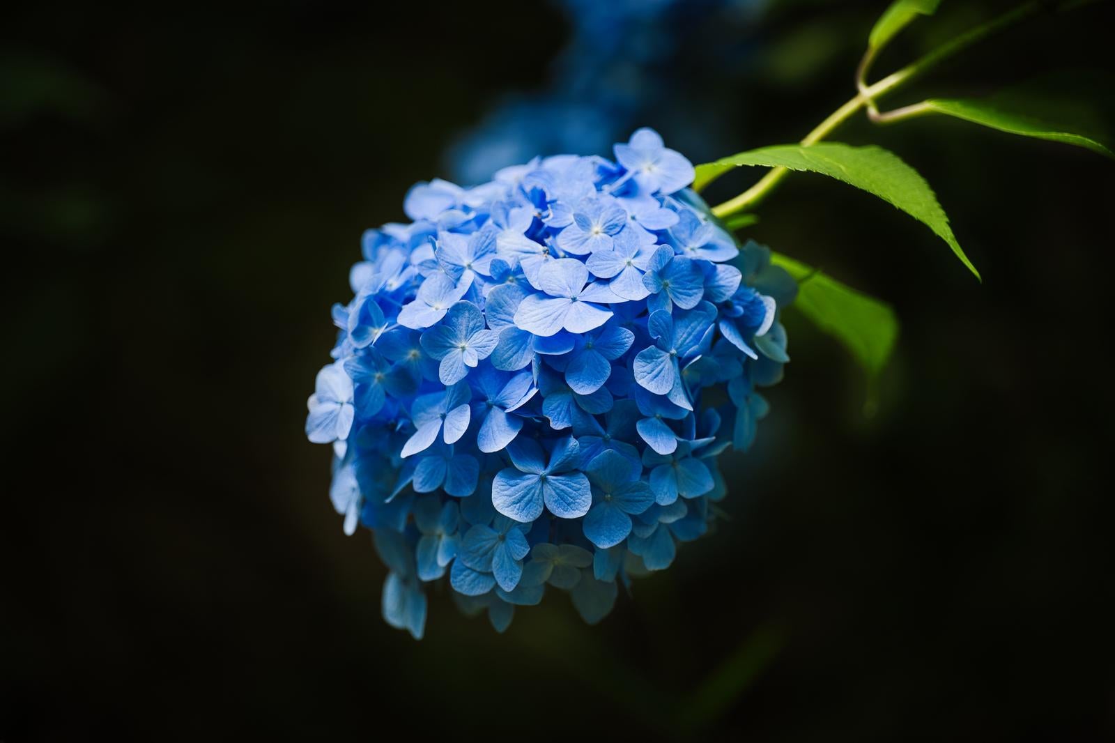 雨上がりの青紫色のタマアジサイの花のクローズアップ