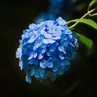 雨上がりに咲き誇る涼やかな青のタマアジサイの写真