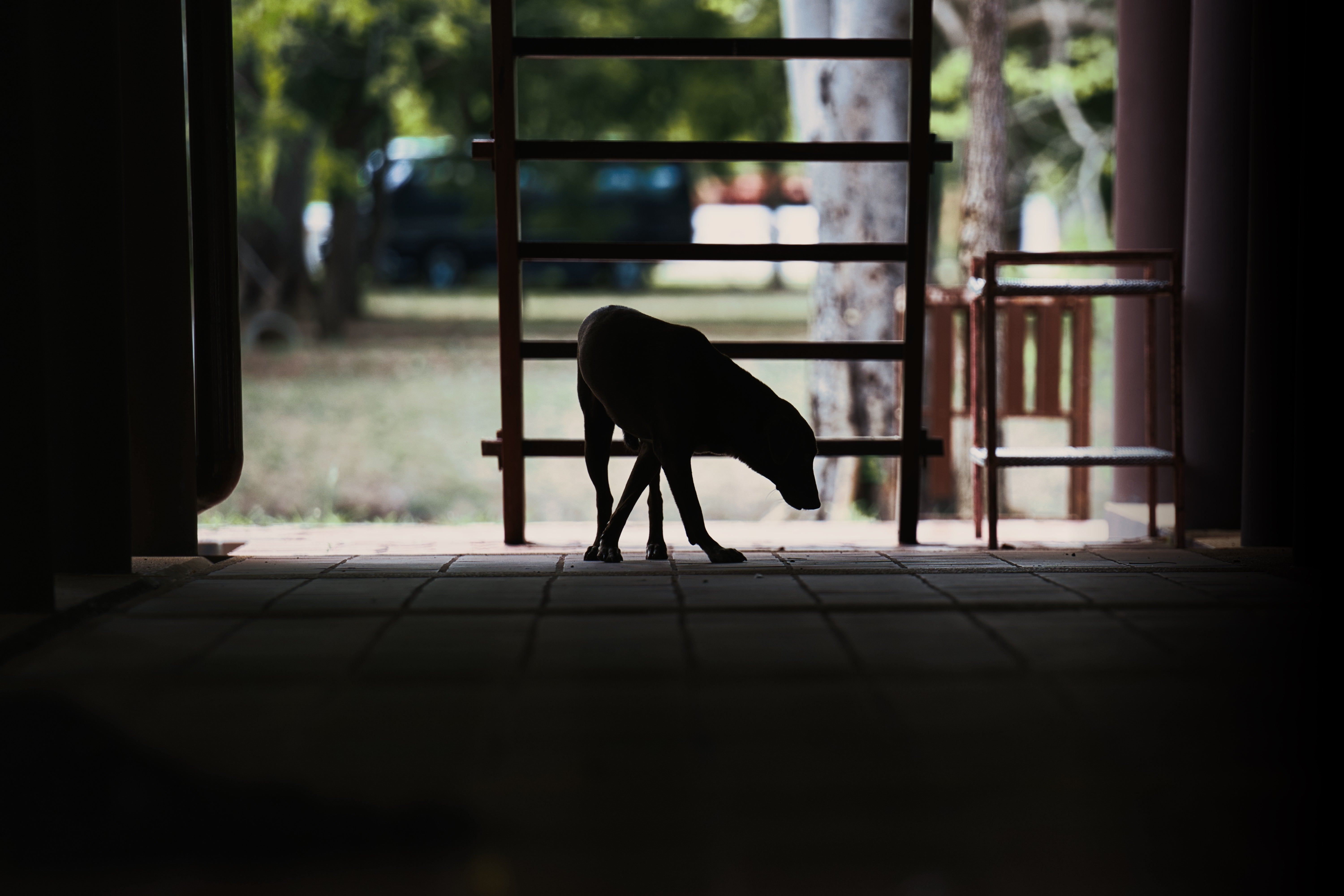 「建物の影と野良犬」の写真