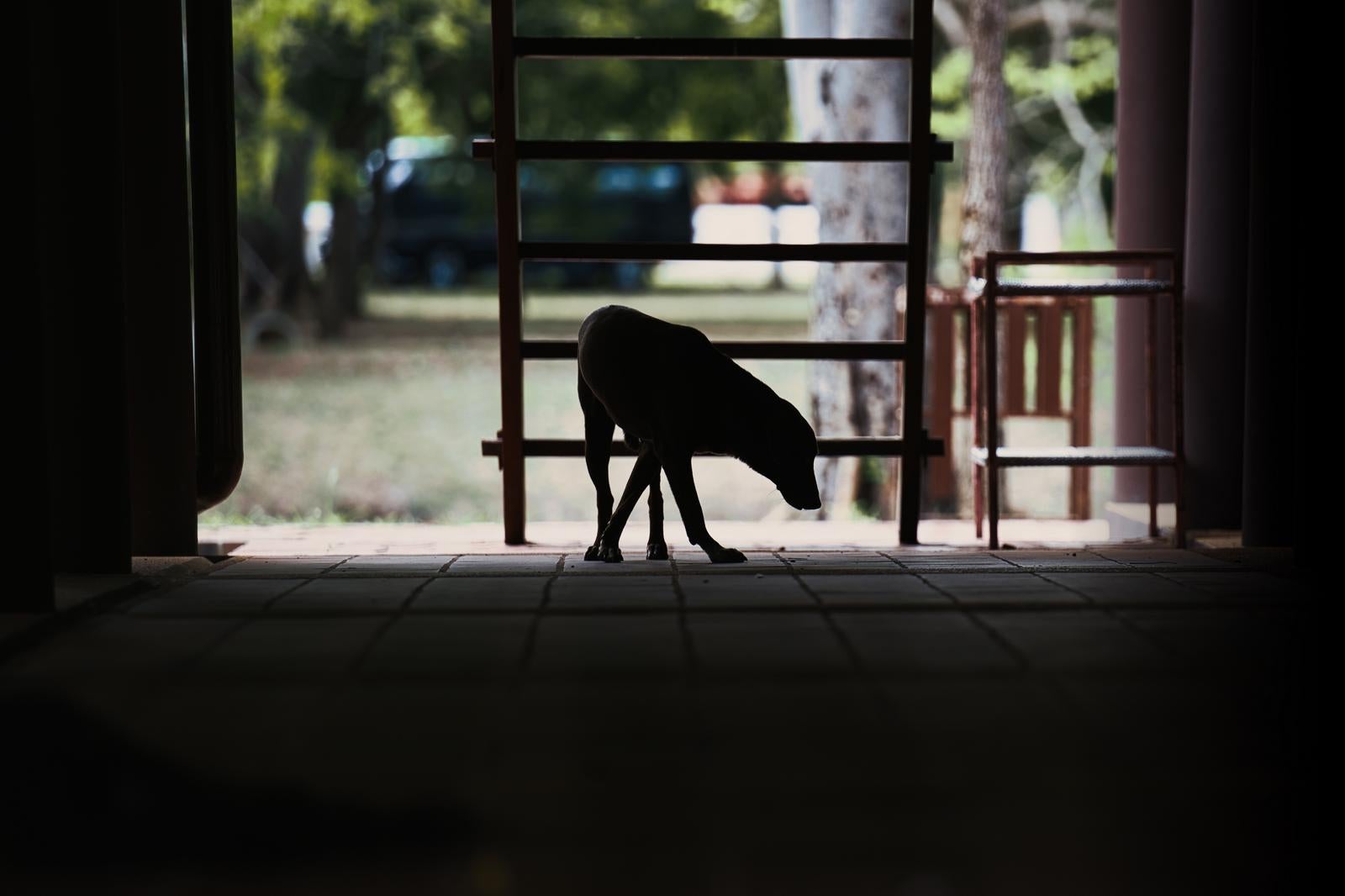 Silhouette of a dog sitting on the tile floor in the hallway - free stock photo