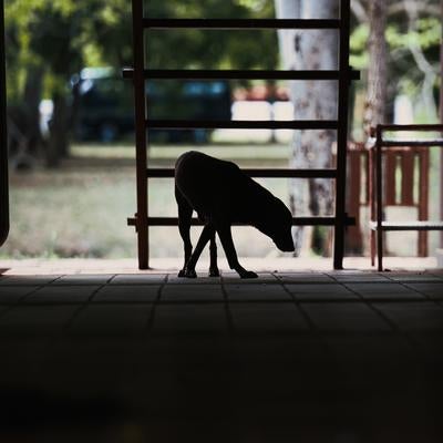 廊下のタイル床に座り込む犬のシルエットの写真