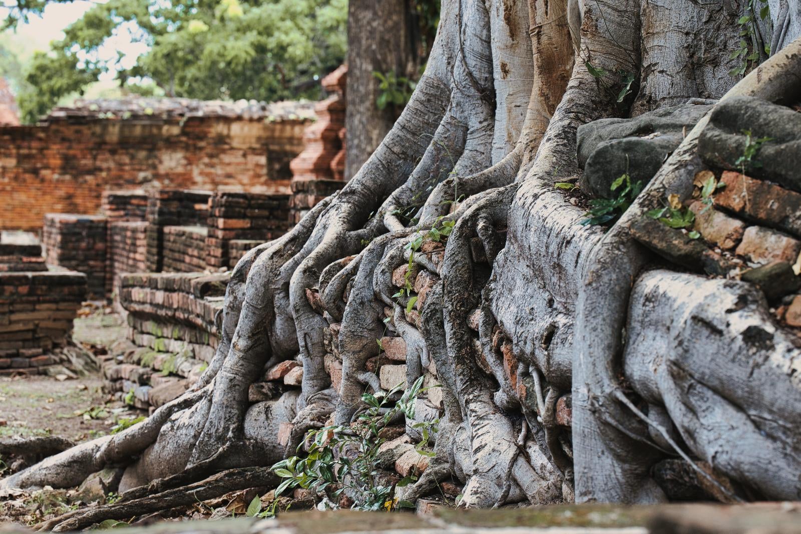Thick Tree Roots Entwined on the Brick Walls of an Ancient Ruin - free stock photo