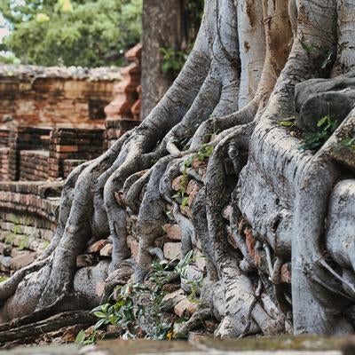 古い遺跡のレンガ壁に絡みつく太い樹木の根の写真