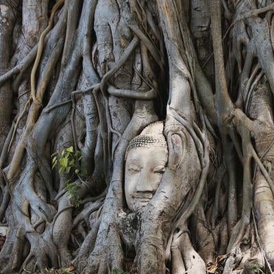 アユタヤ遺跡の樹木の根に包まれた石造仏像の写真