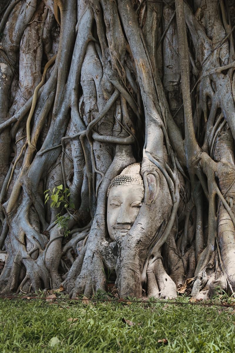 アユタヤ遺跡の樹木の根に包まれた石造仏像の写真