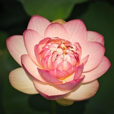 ピンクと白の花弁が重なる開花中の蓮の花の写真