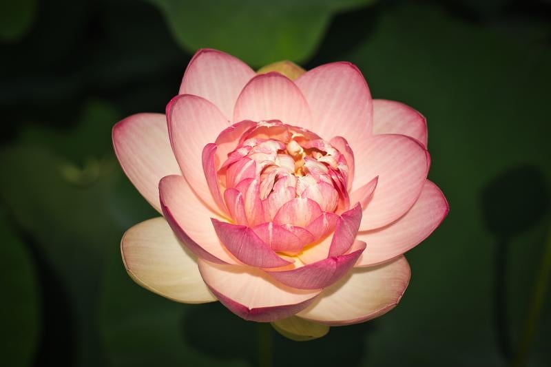 ピンクと白の花弁が重なる開花中の蓮の花