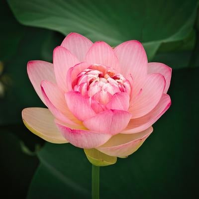 緑の葉を背景にピンクの花弁が幾重にも重なって咲く蓮の花の写真